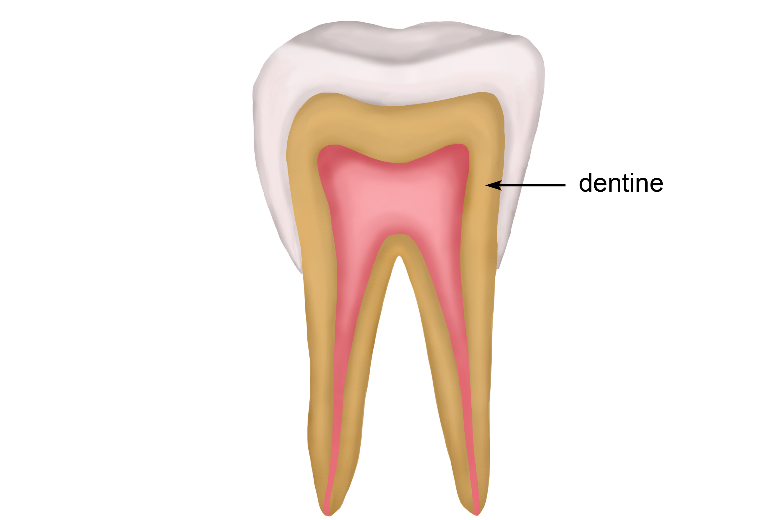 Main structure of the tooth which is harder than bone but softer than enamel